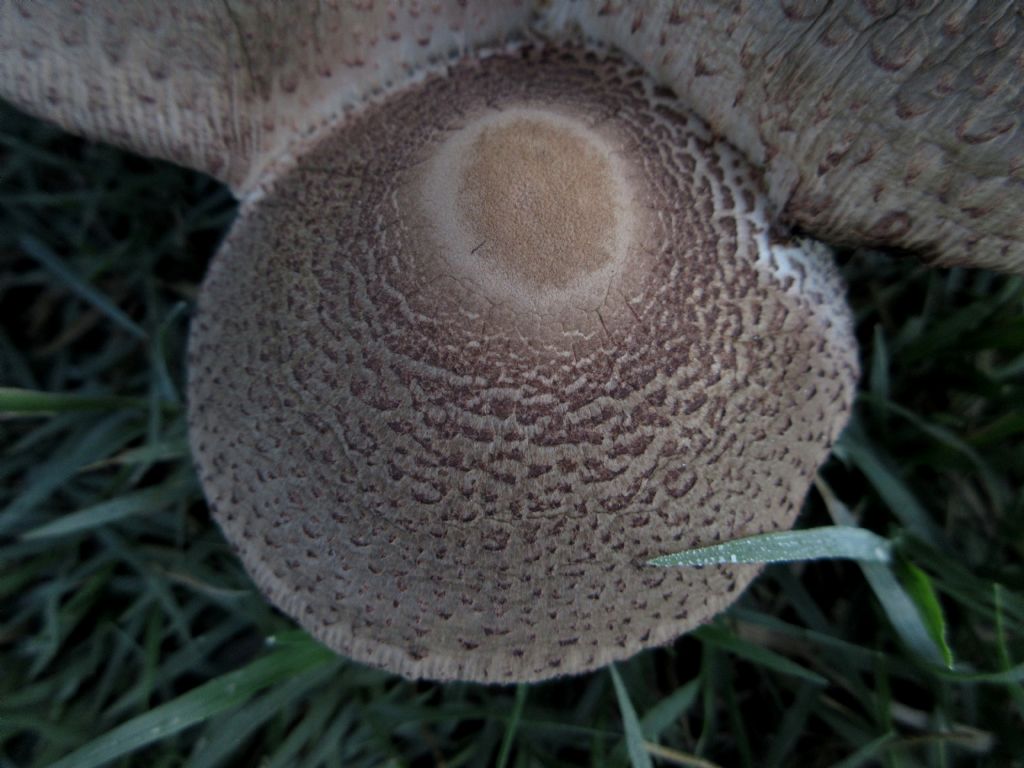 Agaricus xanthodermus?