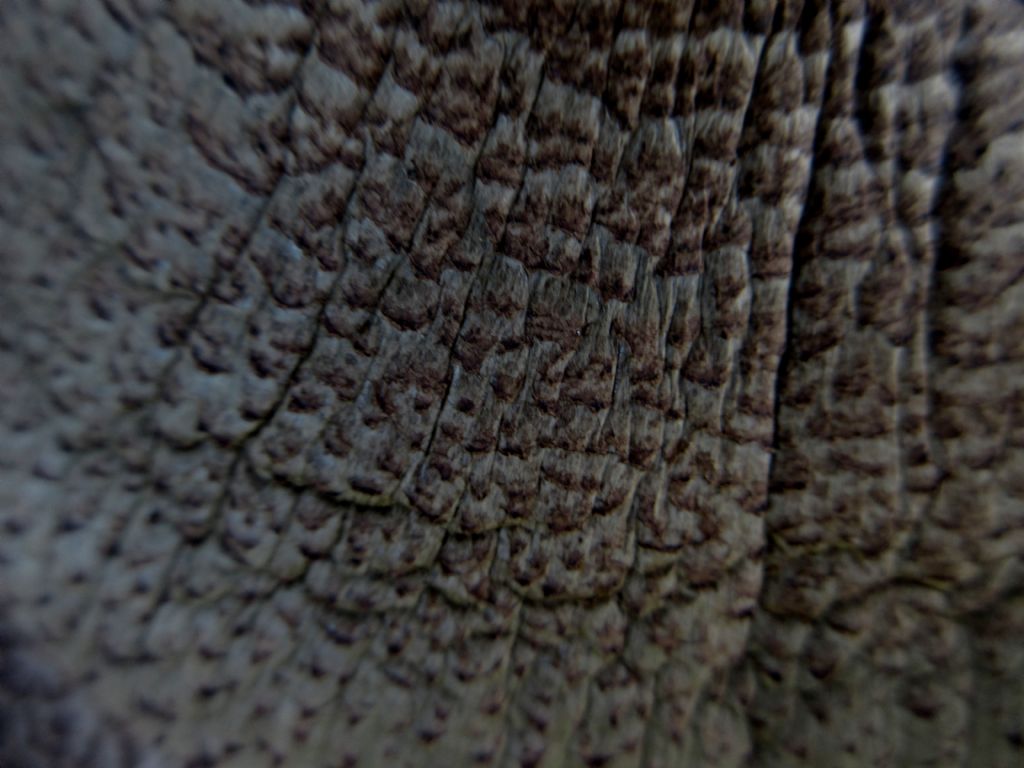 Agaricus xanthodermus?