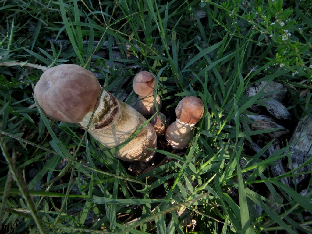 Agaricus xanthodermus?