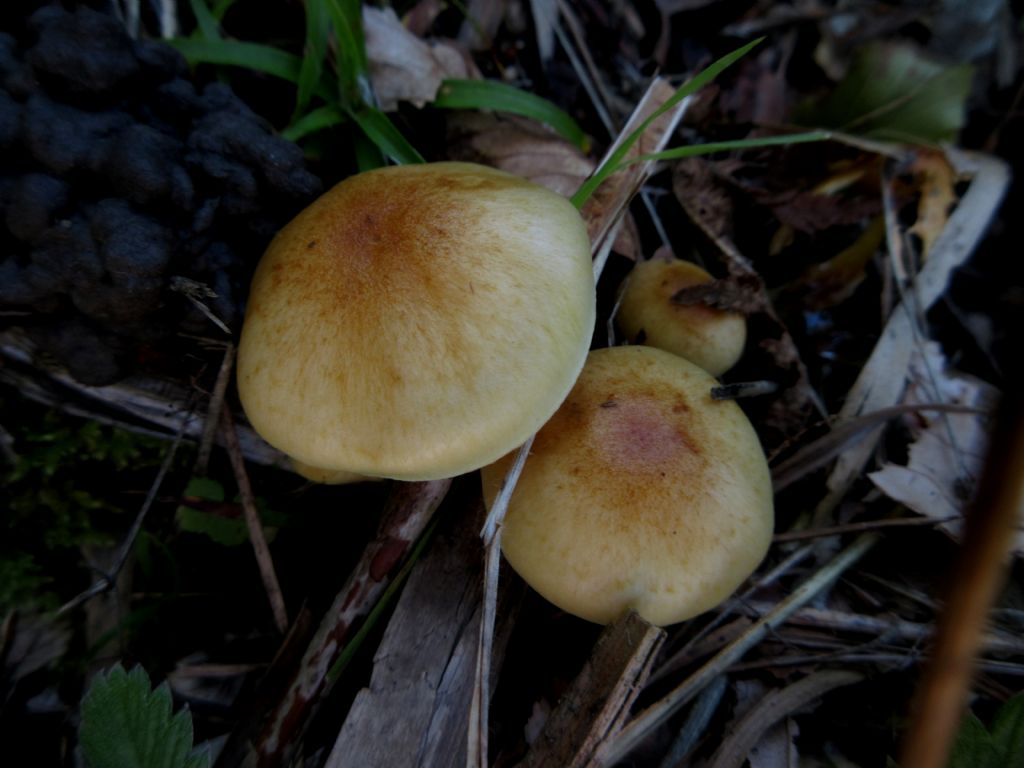 Funghi da identificare 2