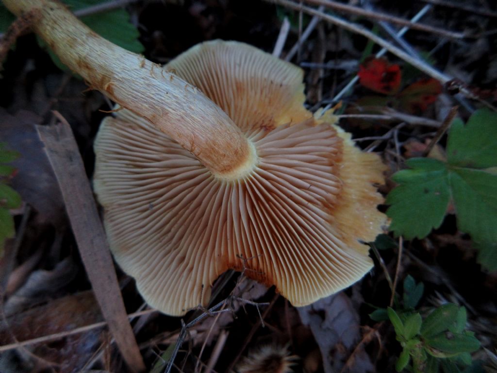 Funghi da identificare 2