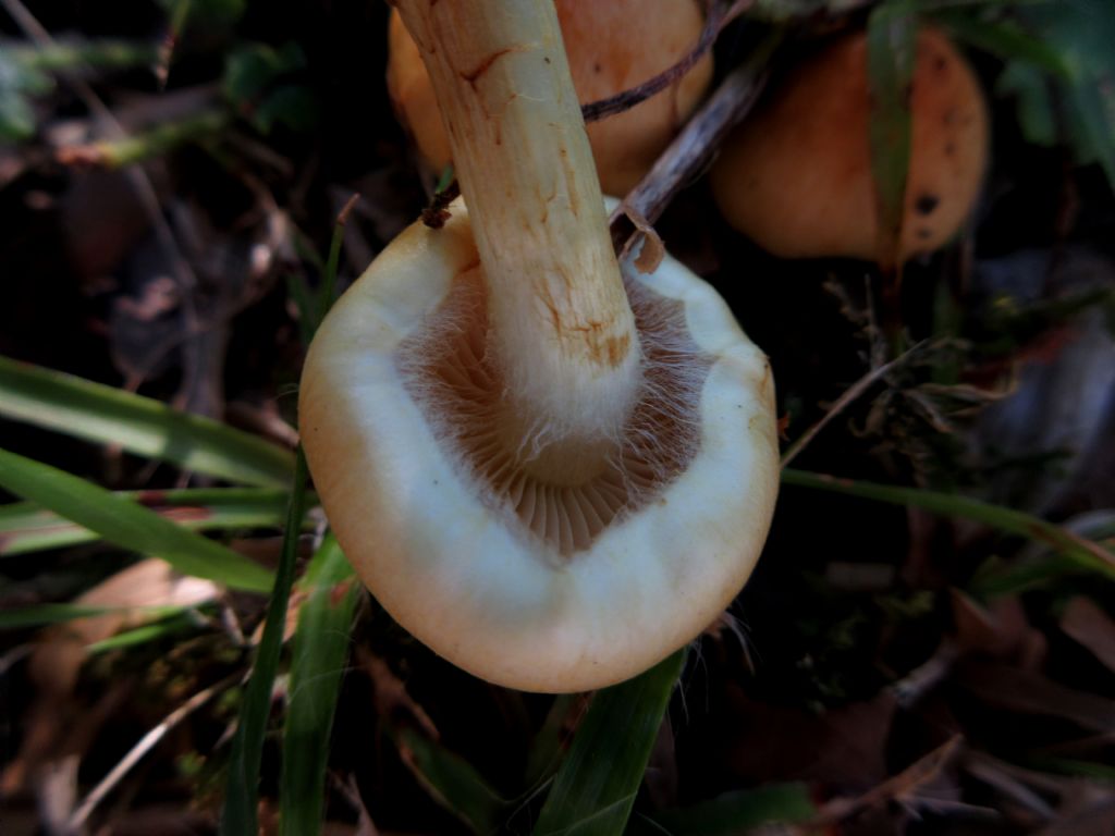 Funghi da identificare 2