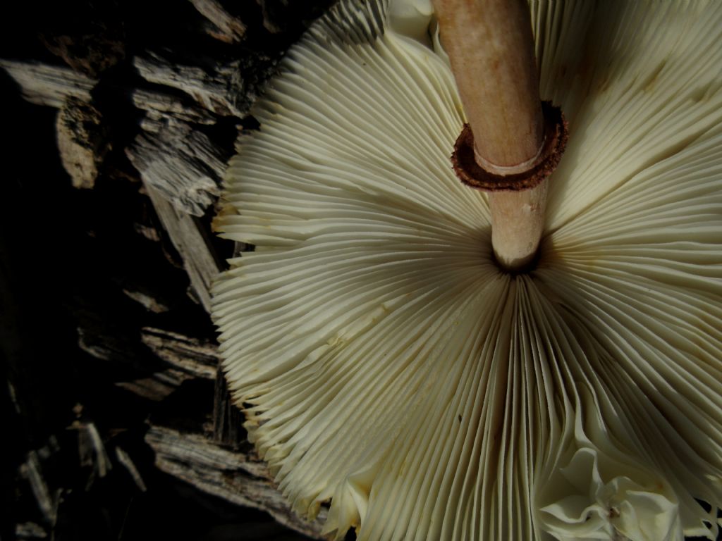 Agaricus xanthodermus?