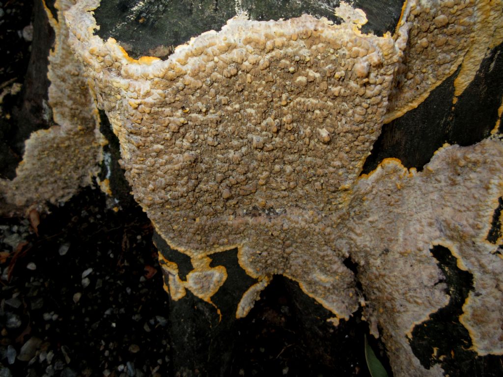 Funghi lignicoli da identificare