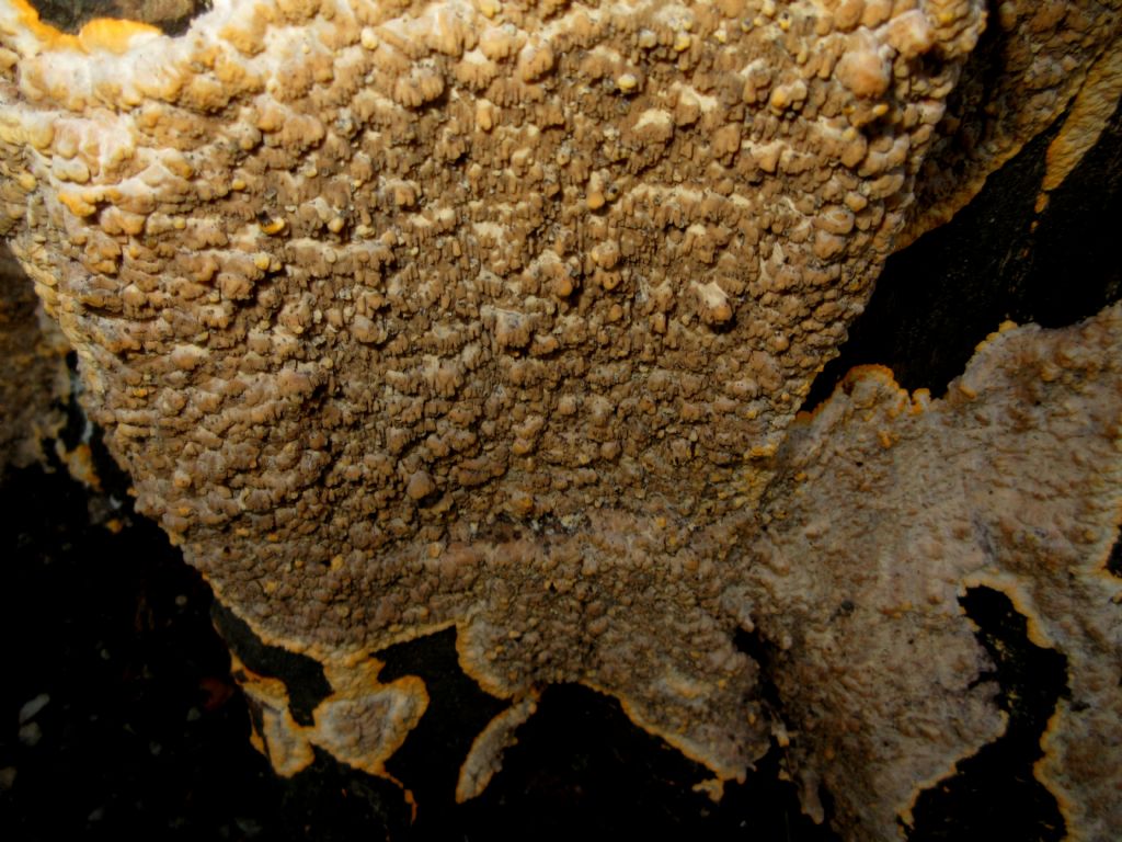 Funghi lignicoli da identificare