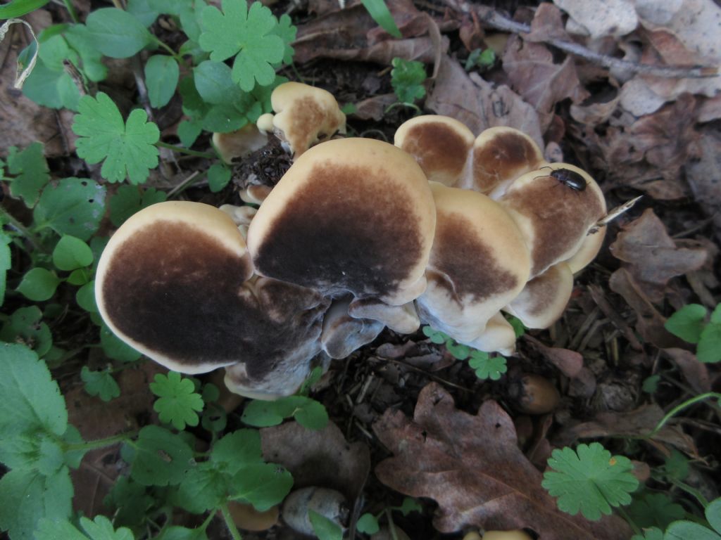 Funghi da identificare 3