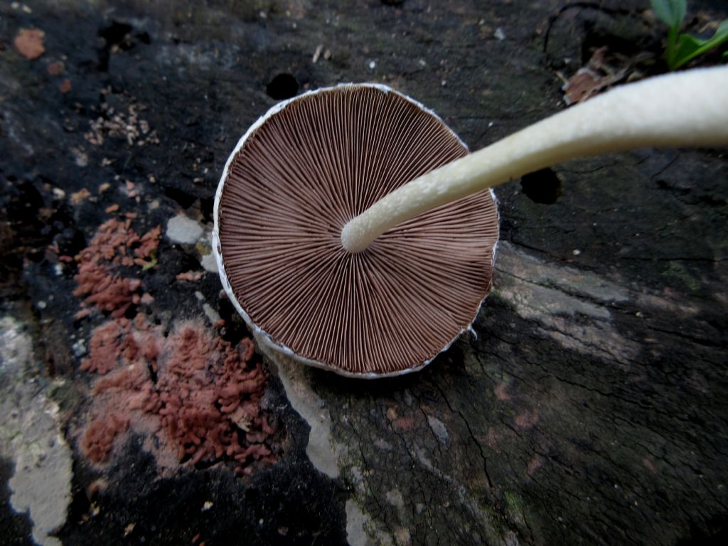 Funghi da identificare 4
