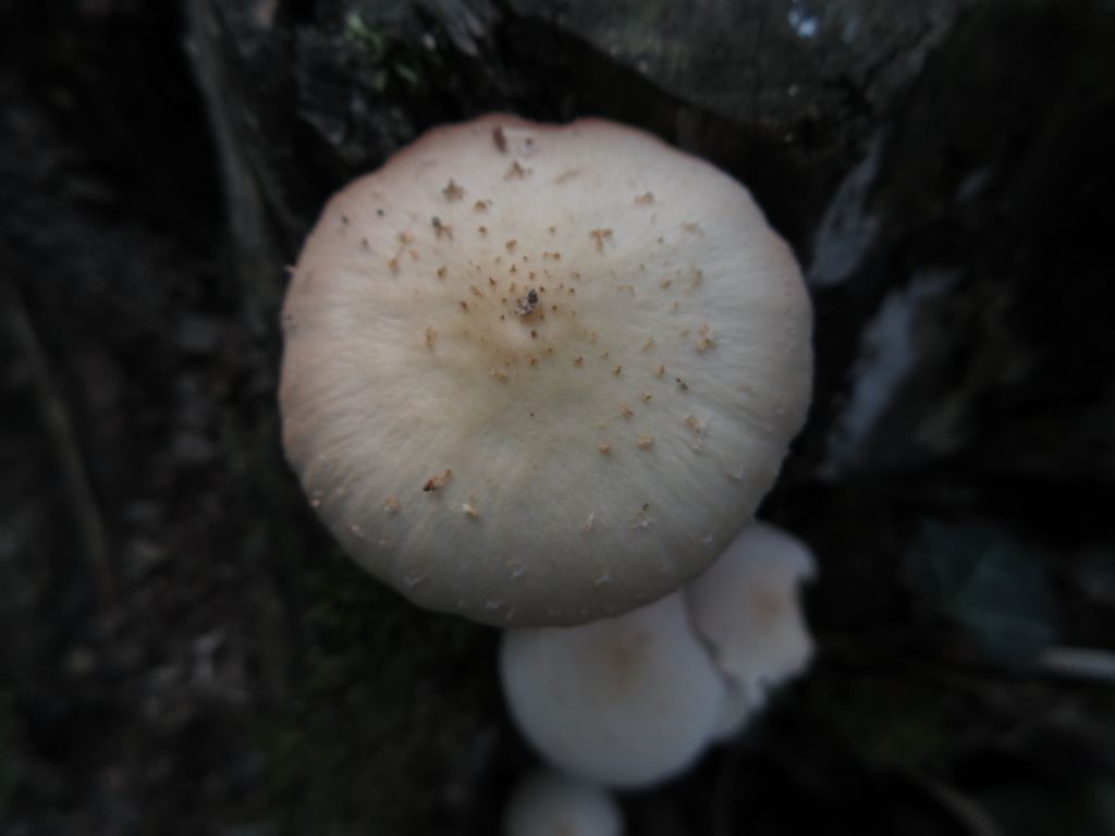 Funghi da identificare 4