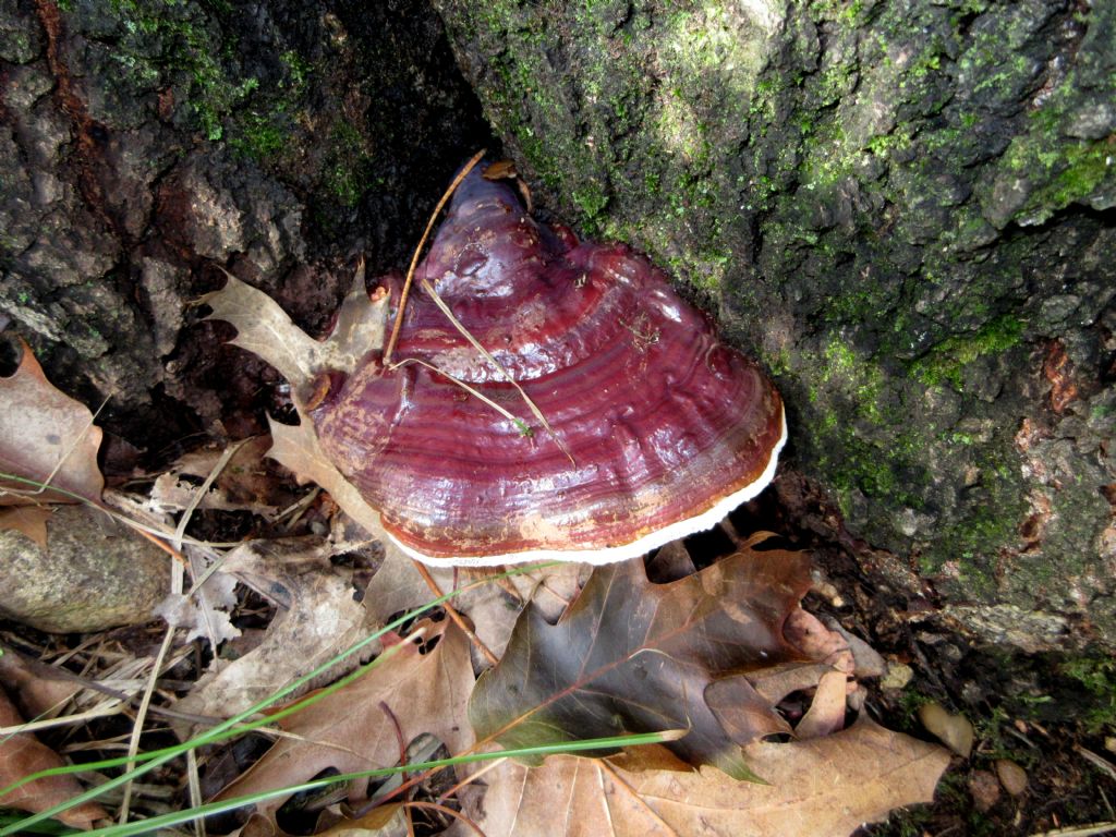 Ganoderma lucidum?