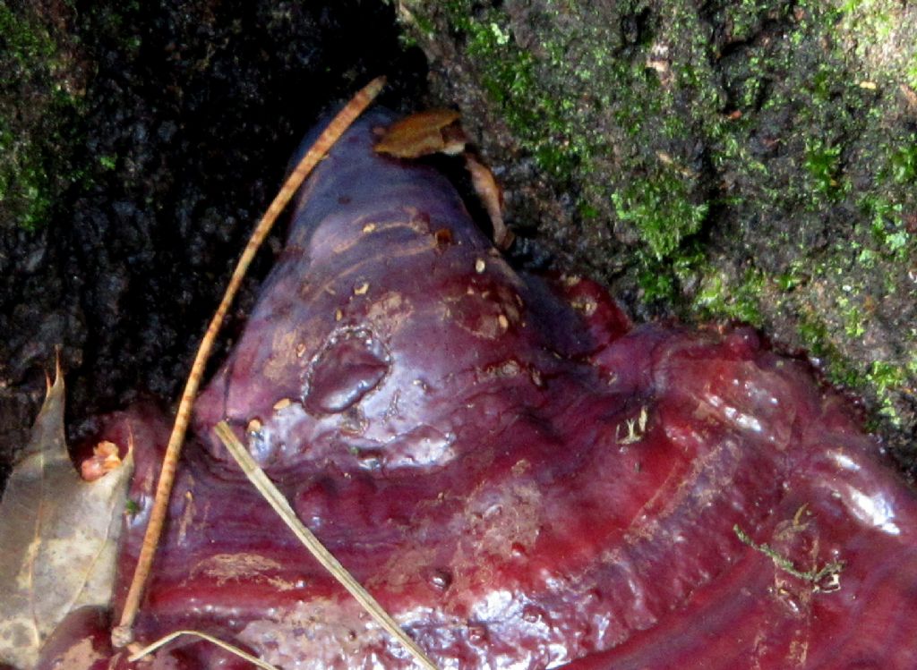 Ganoderma lucidum?