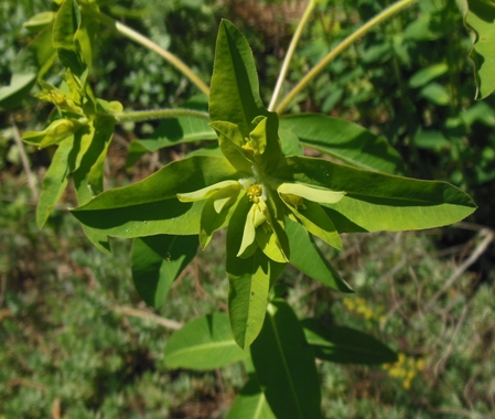 che Euphorbia potrebbe essere?