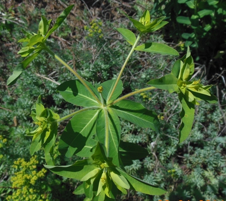 che Euphorbia potrebbe essere?