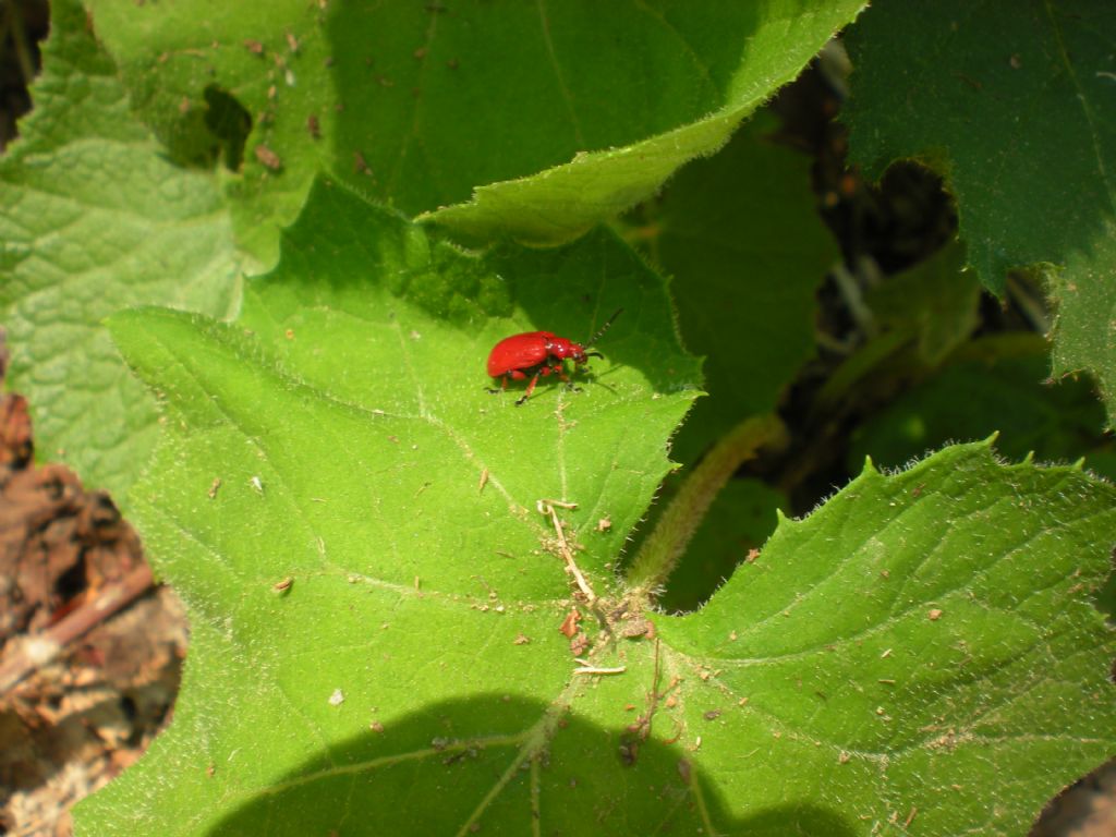 coleotteri rossi: Lilioceris merdigera & Pyrochroa coccinea
