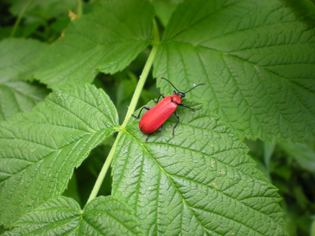 coleotteri rossi: Lilioceris merdigera & Pyrochroa coccinea