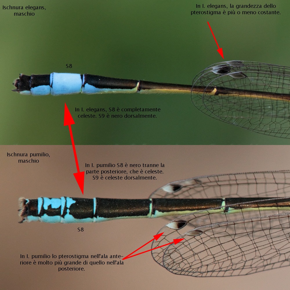 Ischnura elegans tipo C e domanda