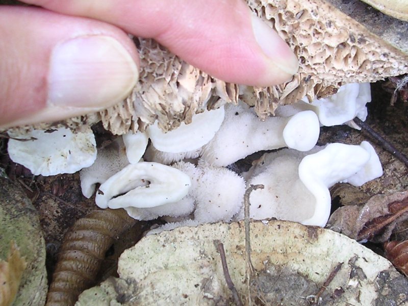 Pensavo a A. biennis ma adesso ... ?! (Bjerkandera fumosa)