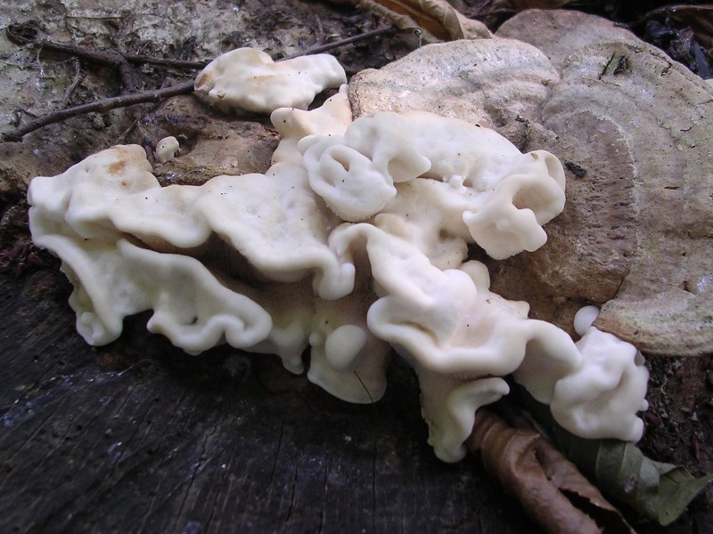 Pensavo a A. biennis ma adesso ... ?! (Bjerkandera fumosa)