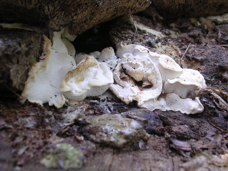 Pensavo a A. biennis ma adesso ... ?! (Bjerkandera fumosa)