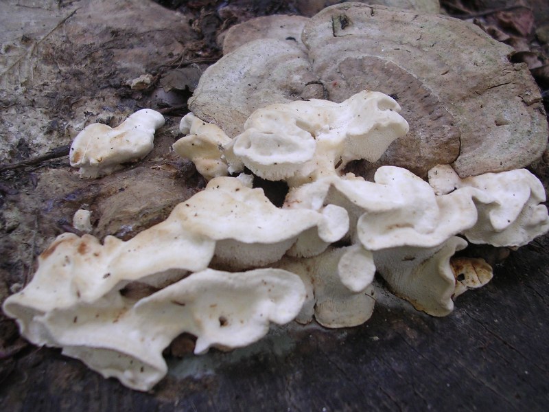 Pensavo a A. biennis ma adesso ... ?! (Bjerkandera fumosa)