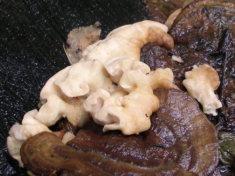 Pensavo a A. biennis ma adesso ... ?! (Bjerkandera fumosa)