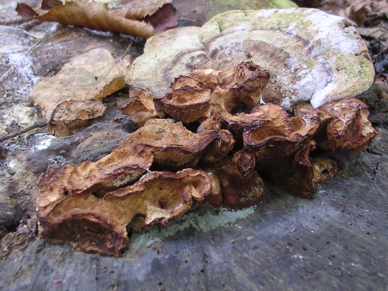 Pensavo a A. biennis ma adesso ... ?! (Bjerkandera fumosa)