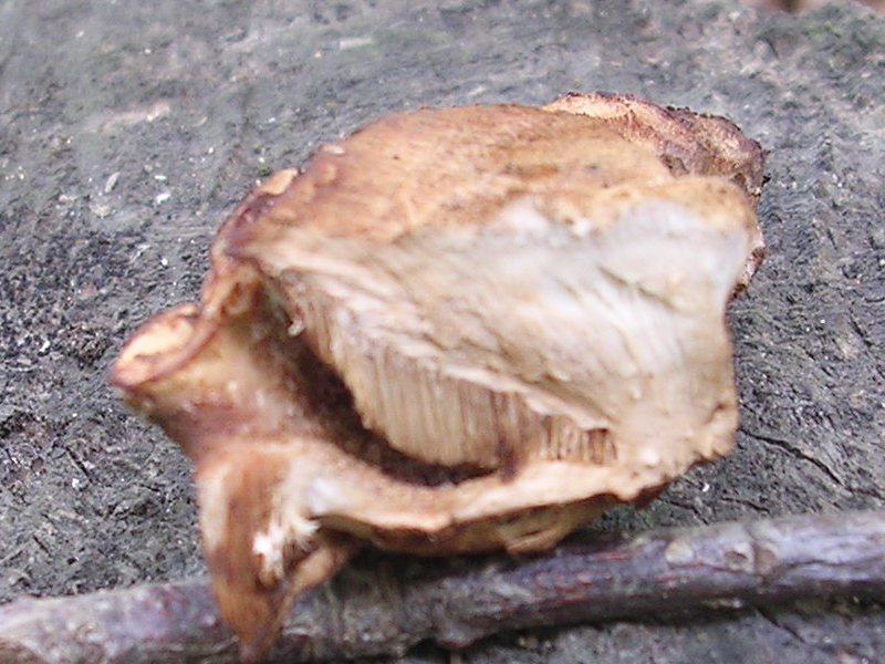 Pensavo a A. biennis ma adesso ... ?! (Bjerkandera fumosa)