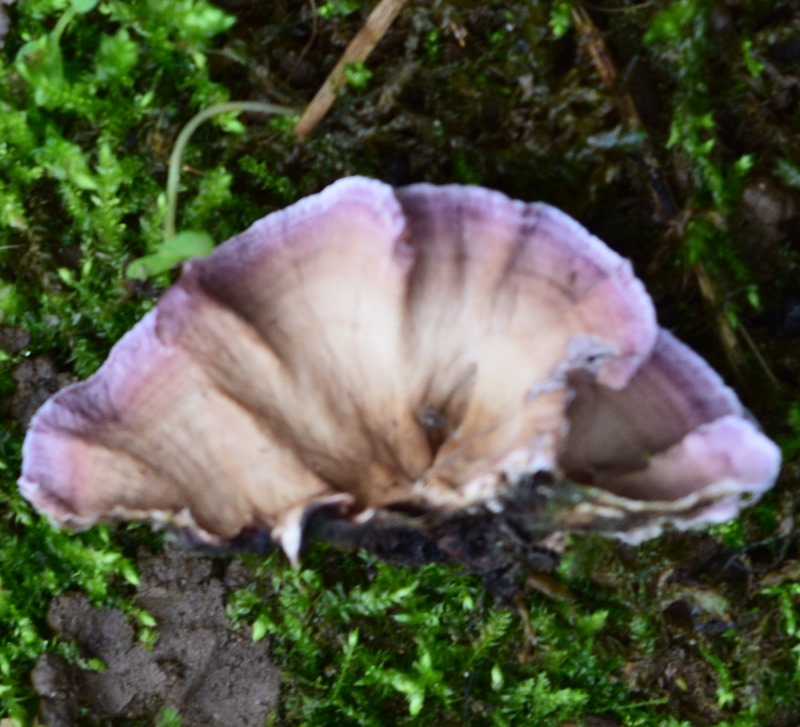 Nessuna idea, su salix (Chondrostereum purpureum)