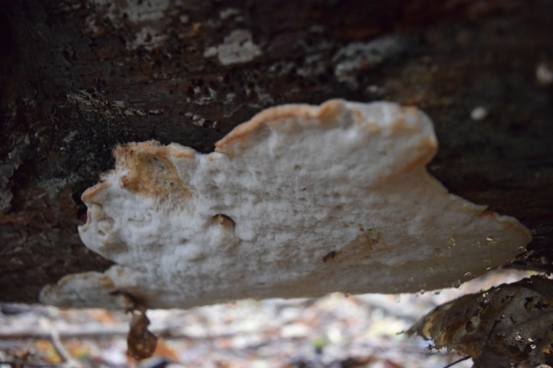 Forse Antrodia? se s, A crassa? (Sarcoporia polyspora)