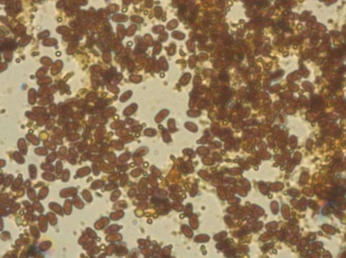 Forse Antrodia? se s, A crassa? (Sarcoporia polyspora)