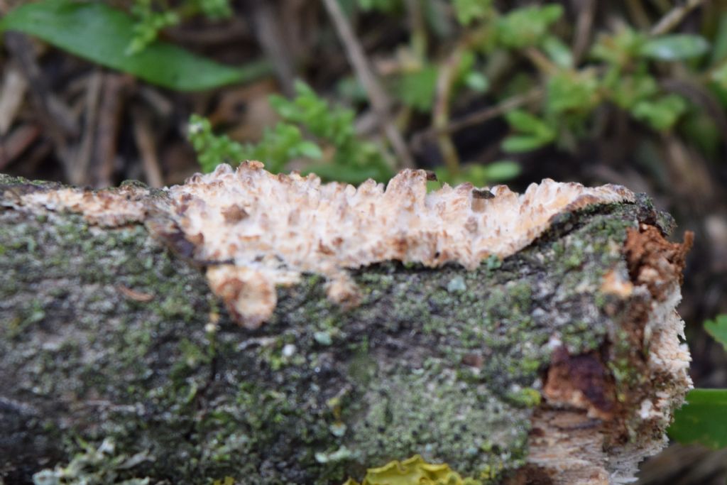 Crosticina da determinare (Radulomyces molaris)