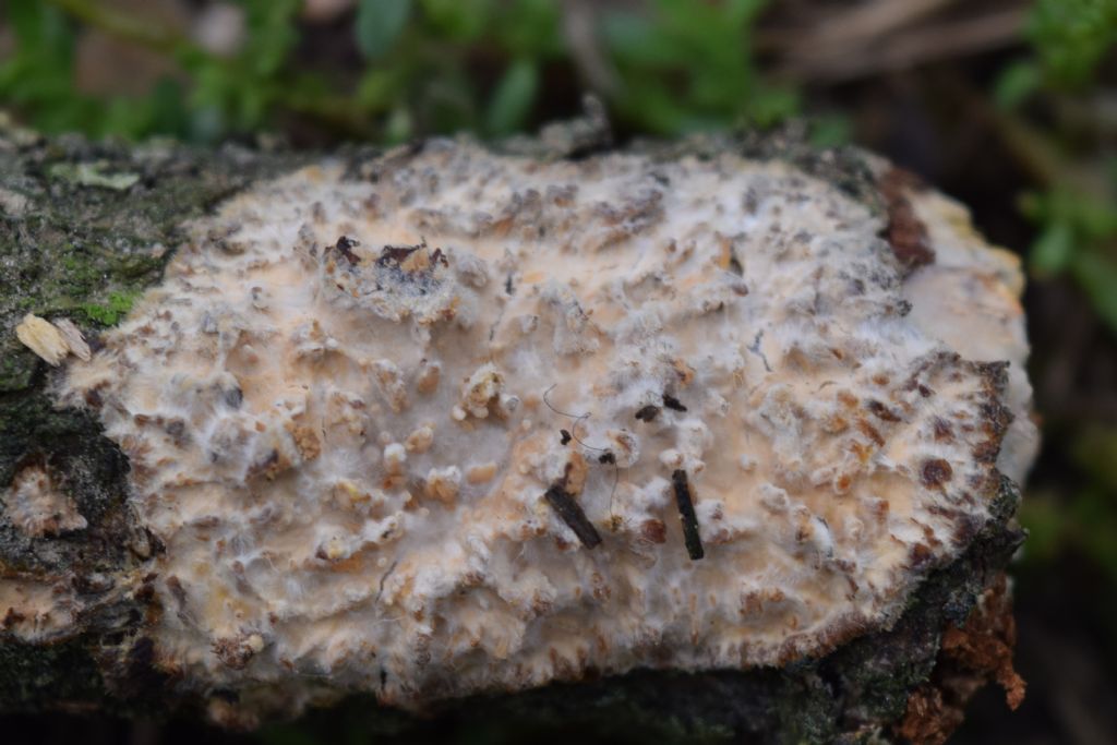 Crosticina da determinare (Radulomyces molaris)