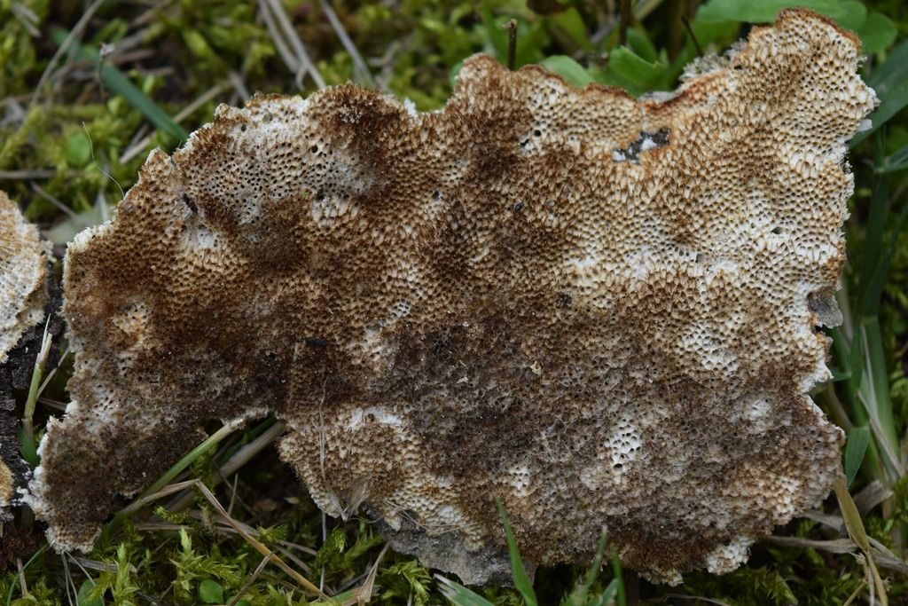 Polyporacea dai Roeri