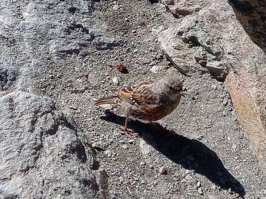 In cima al Rocciamelone:  Sordone (Prunella collaris)