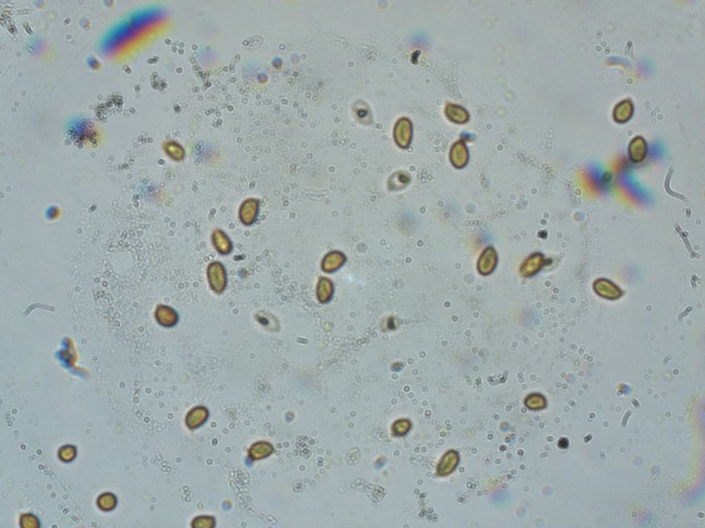 Grifola frondosa
