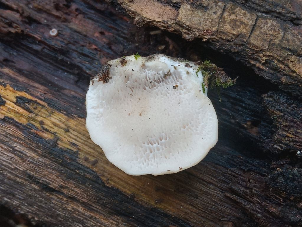 Pensavo a Trametes suaveolens, ma ...