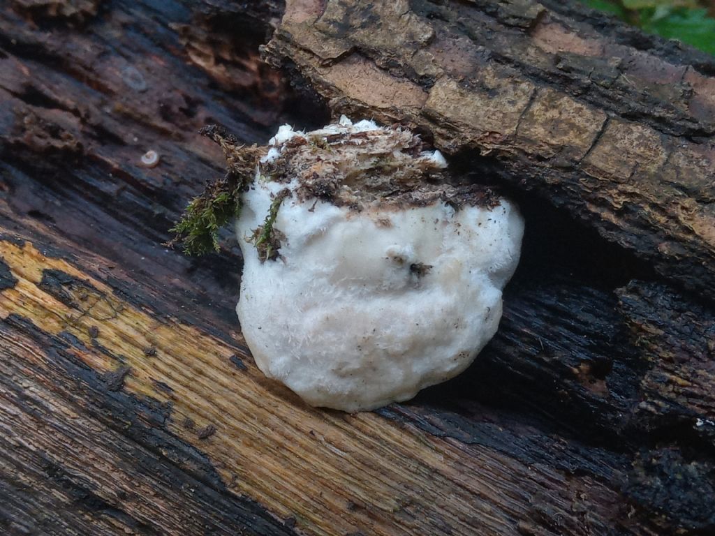 Pensavo a Trametes suaveolens, ma ...