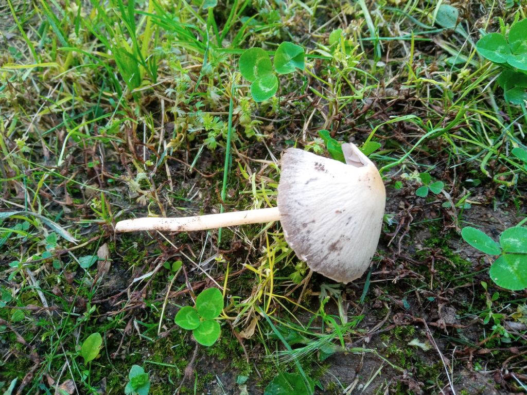 Psathyrella cfr olympiana
