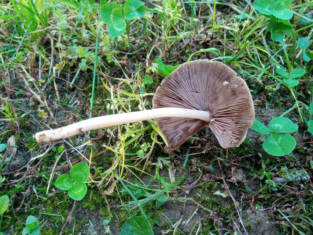 Psathyrella cfr olympiana
