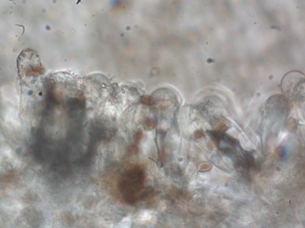 Psathyrella cfr olympiana