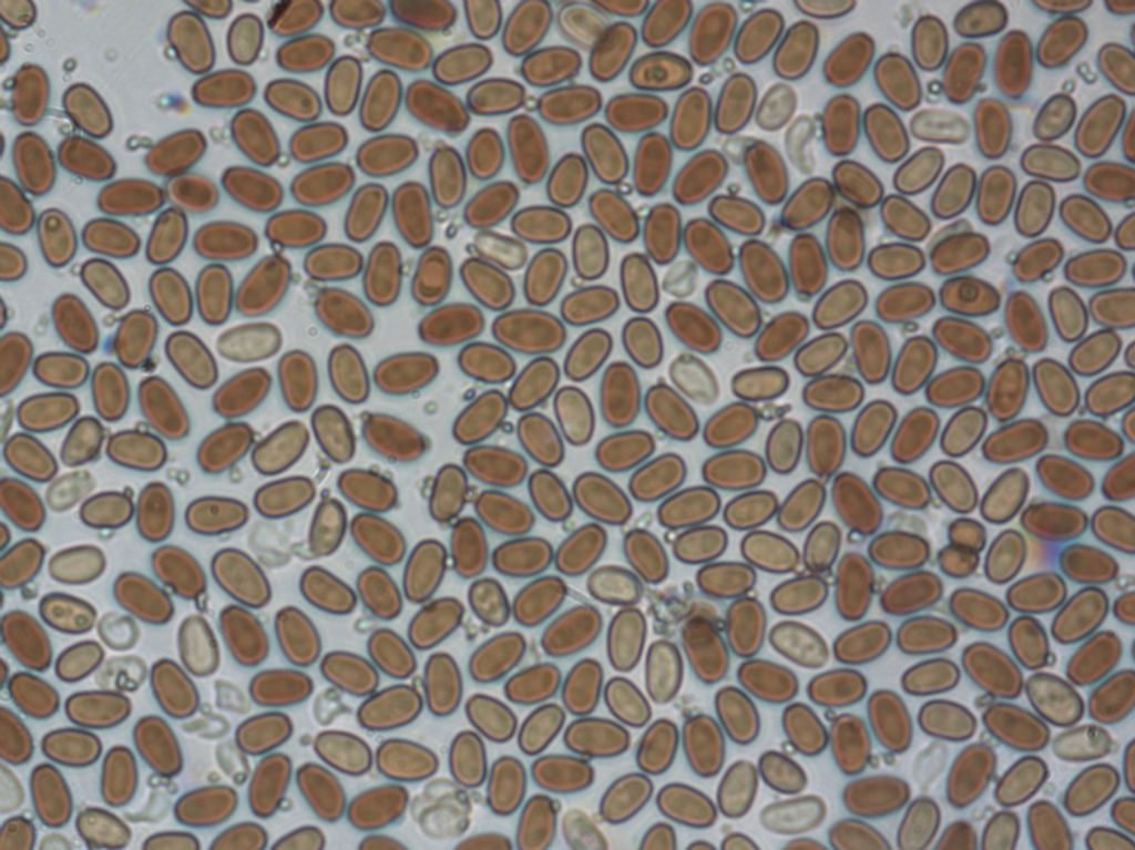 Psathyrella cfr olympiana