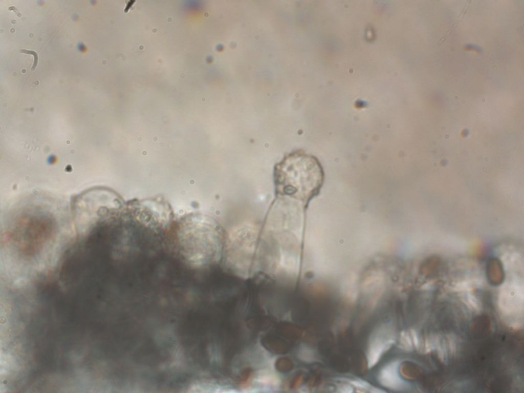 Psathyrella cfr olympiana