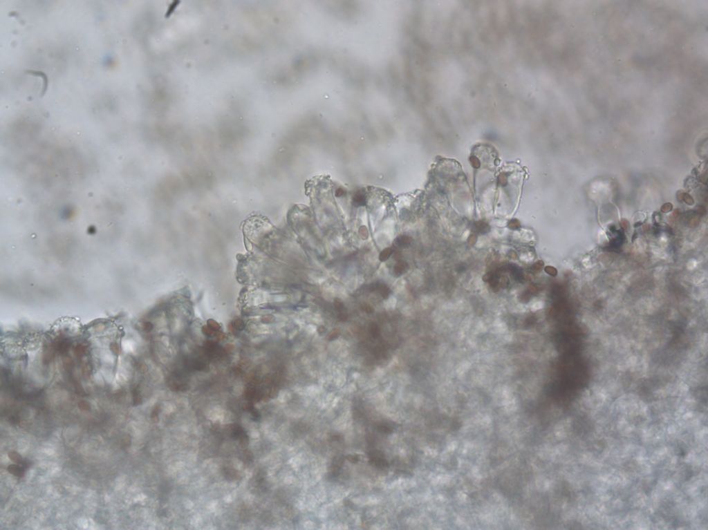 Psathyrella cfr olympiana