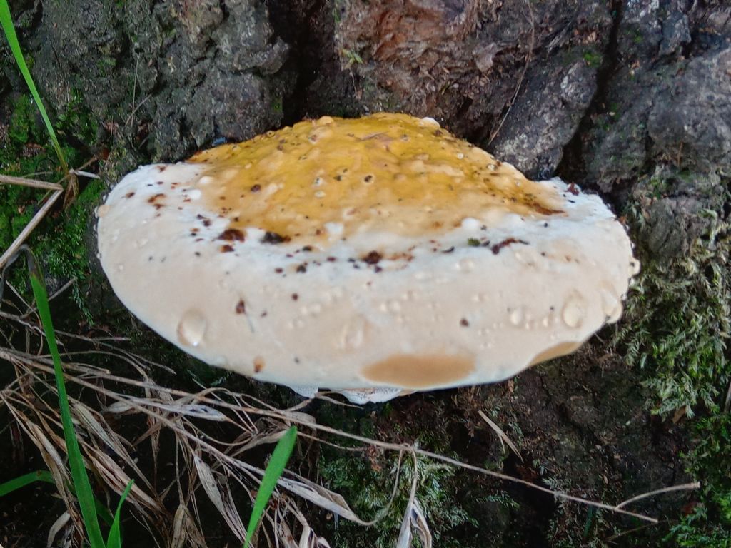 Ganoderma o altro?