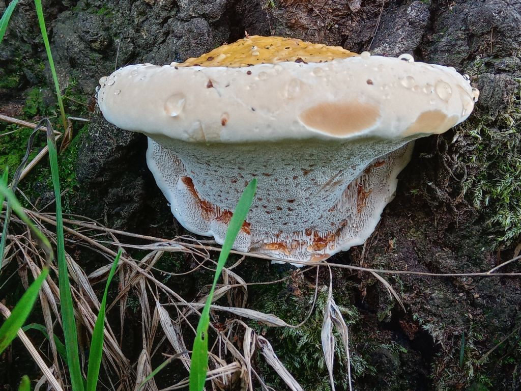 Ganoderma o altro?