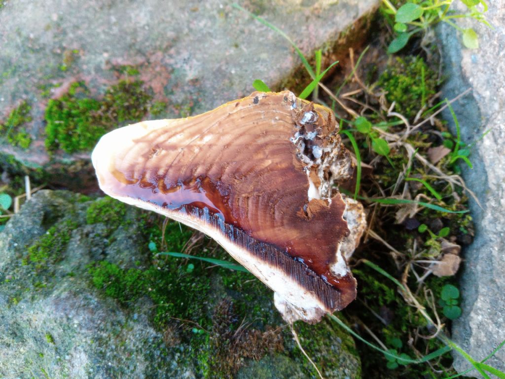 Ganoderma o altro?