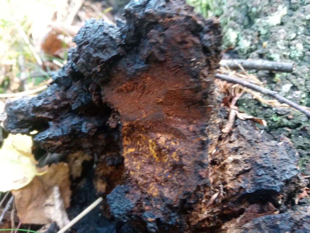 Inonotus obliquus