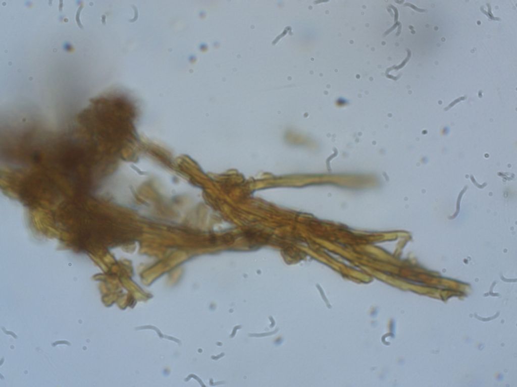 Inonotus obliquus