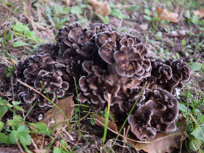 Grifola frondosa (Dicks.) Gray