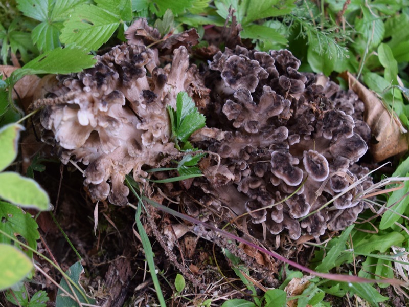 Grifola frondosa (Dicks.) Gray