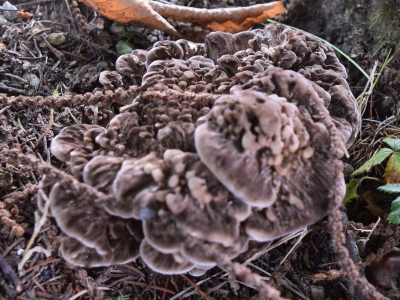 Grifola frondosa (Dicks.) Gray